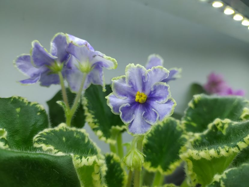 28 ianuarie 2024 - VaT Kholodnoe Serdtse