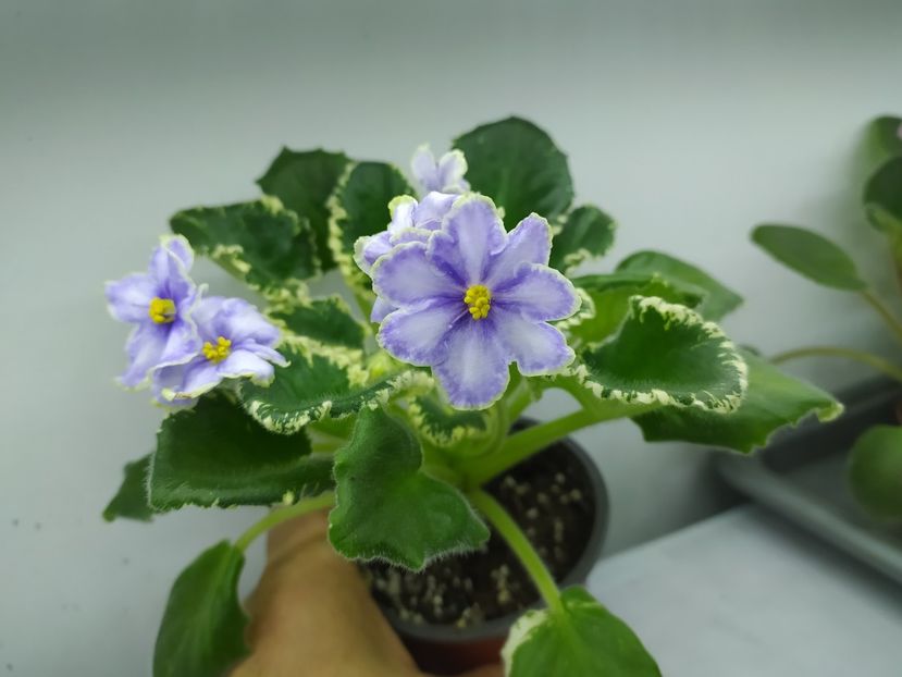 28 ianuarie 2024 - VaT Kholodnoe Serdtse