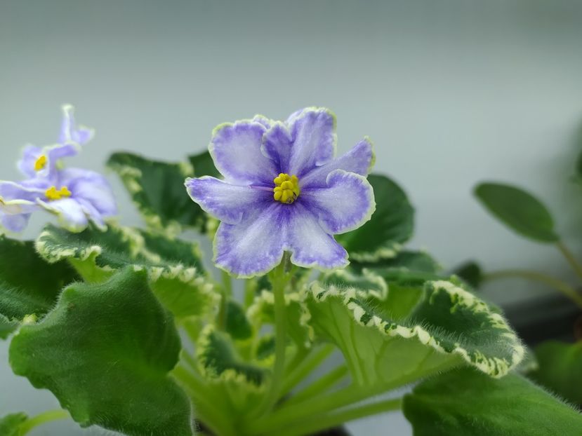 28 ianuarie 2024 - VaT Kholodnoe Serdtse