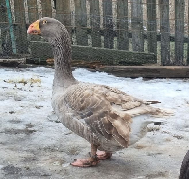 Gasca Tula - B7 - Gâște Tula - Tula geese Tula Ganse
