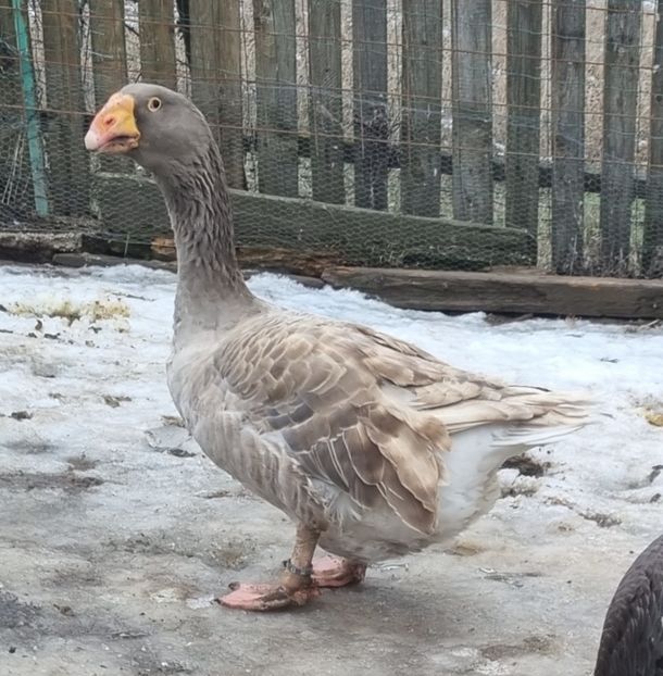 Poza pt cunoscatori - B7 - Gâște Tula - Tula geese Tula Ganse