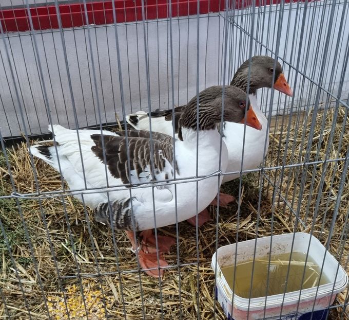 Gaste alsaciene - Gaste 2020