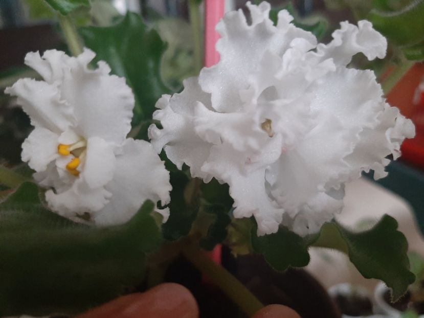  - Le Whipped Cream Sport2