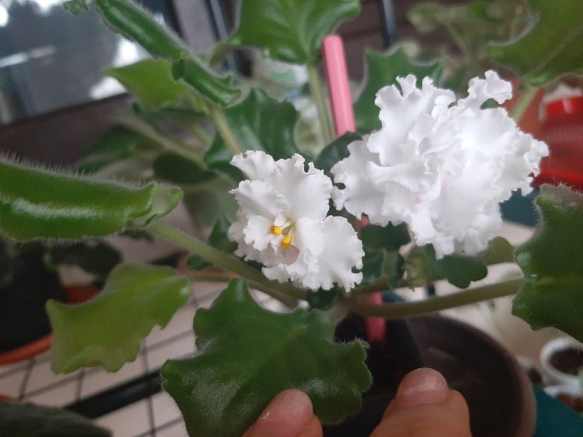  - Le Whipped Cream Sport2