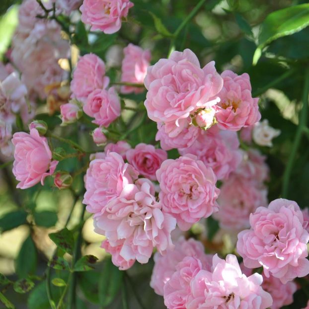 rosier-de-banks-rosea-75 - Aduc Spirea prunifolia plena cu comanda si alte plante