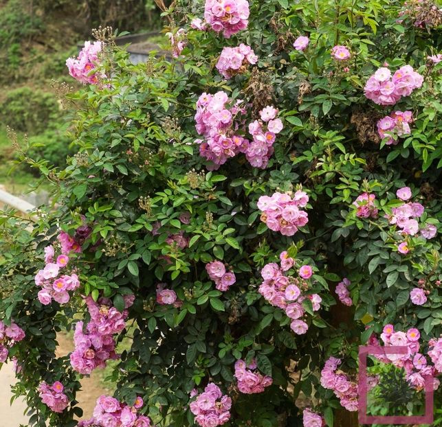 rosa banksiae rosea - Aduc Spirea prunifolia plena cu comanda si alte plante