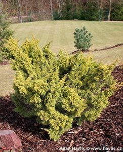 juniperus plumosa aurea - Aduc Spirea prunifolia plena cu comanda si alte plante