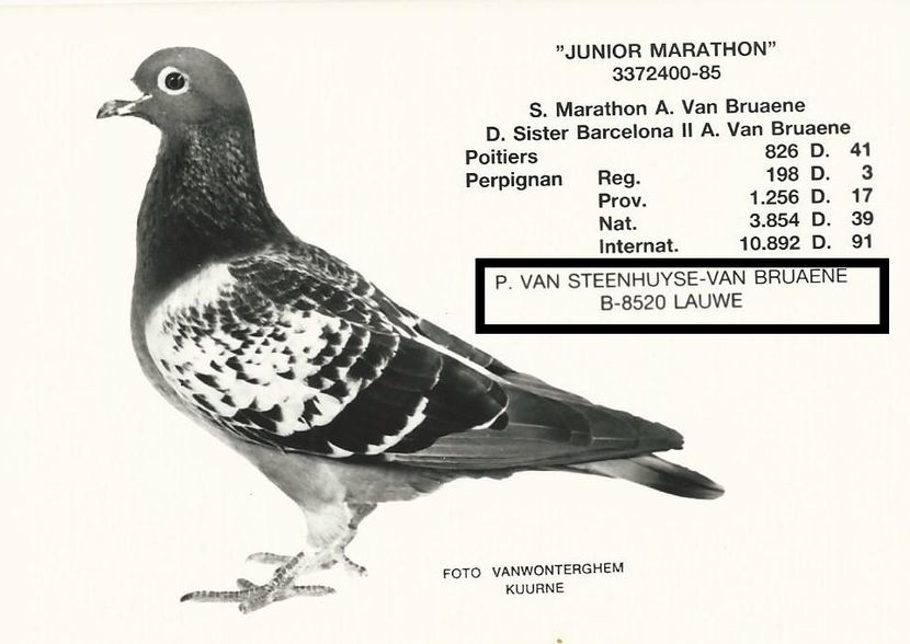  - 1 Andre Vanbruaene O legendă