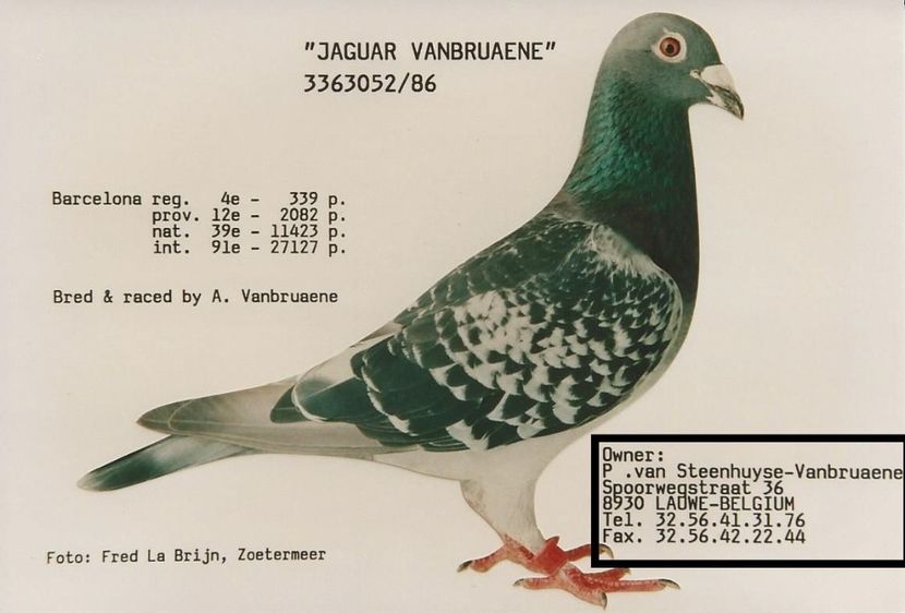  - 1 Andre Vanbruaene O legendă