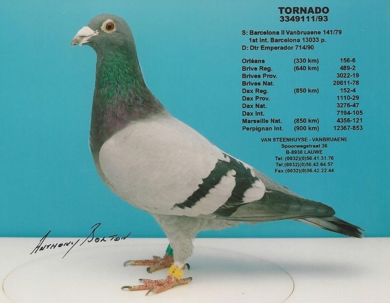  - 1 Andre Vanbruaene O legendă