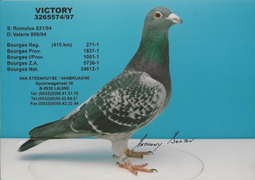  - 1 Andre Vanbruaene O legendă