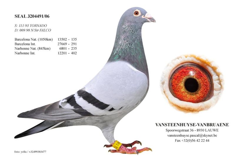  - 1 Andre Vanbruaene O legendă