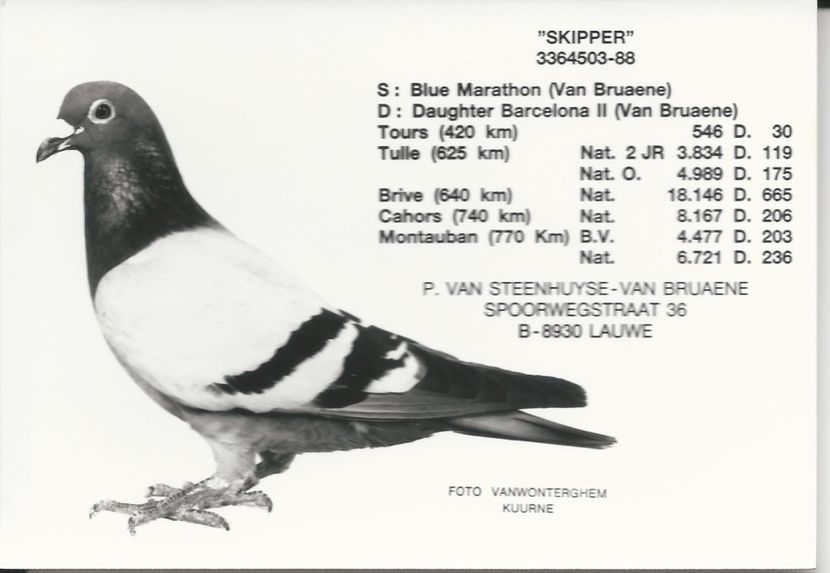  - 1 Andre Vanbruaene O legendă