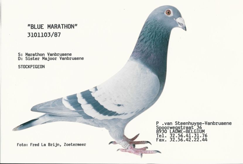  - 1 Andre Vanbruaene O legendă