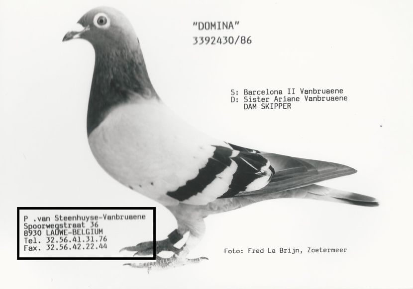  - 1 Andre Vanbruaene O legendă