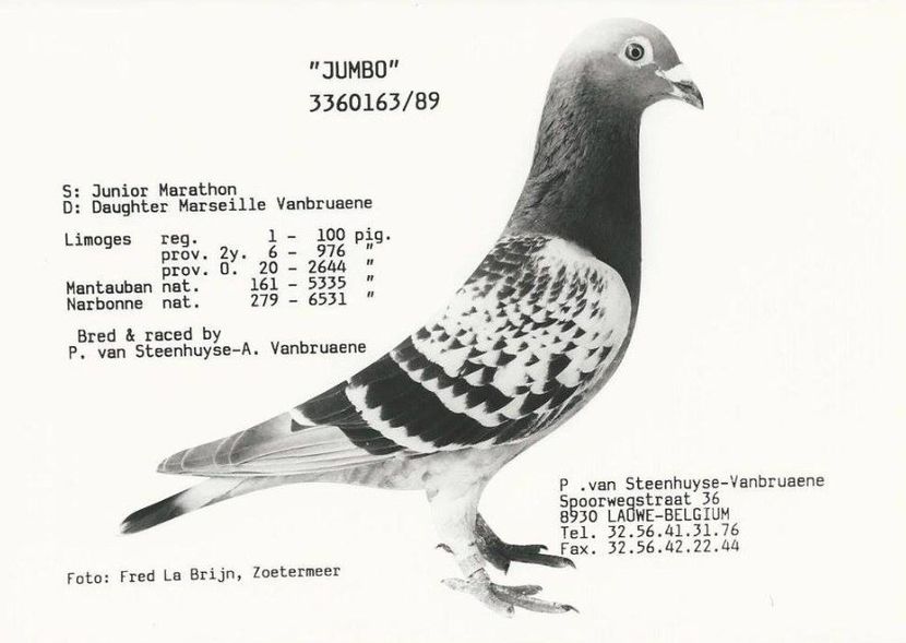  - 1 Andre Vanbruaene O legendă