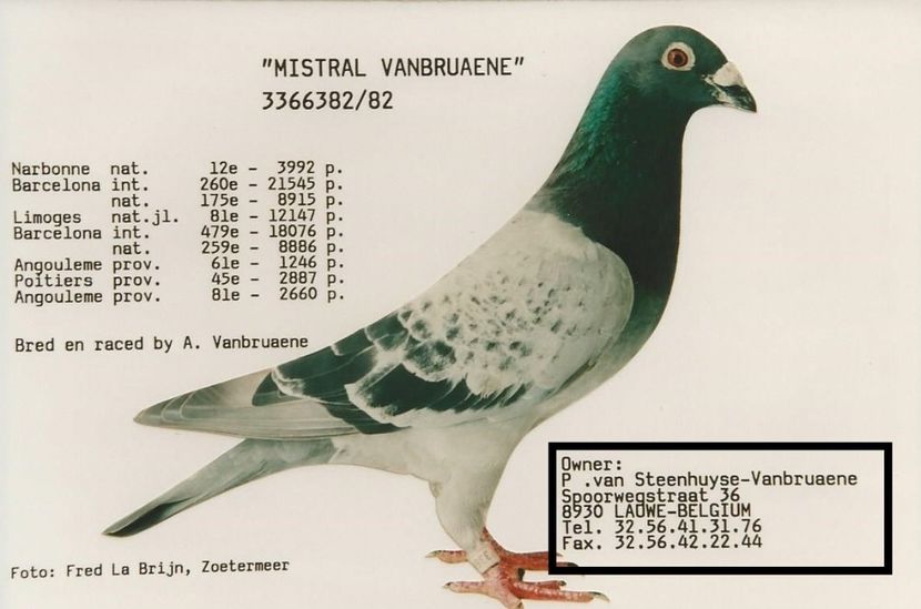  - 1 Andre Vanbruaene O legendă