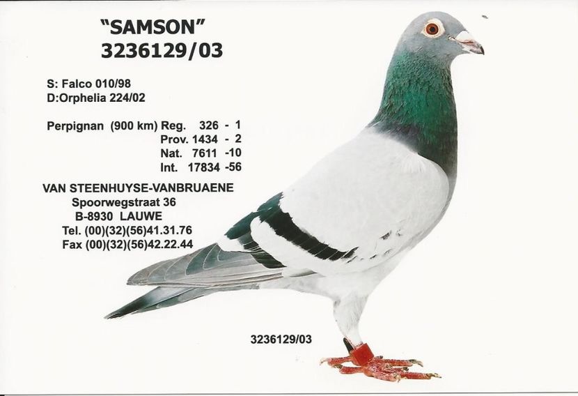  - 1 Andre Vanbruaene O legendă