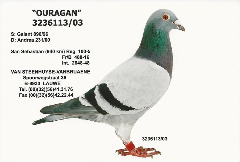  - 1 Andre Vanbruaene O legendă