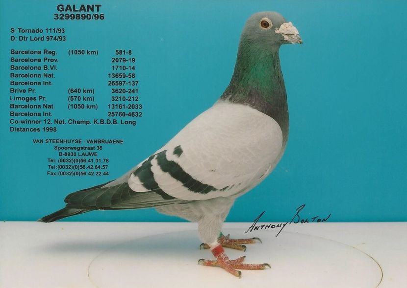  - 1 Andre Vanbruaene O legendă