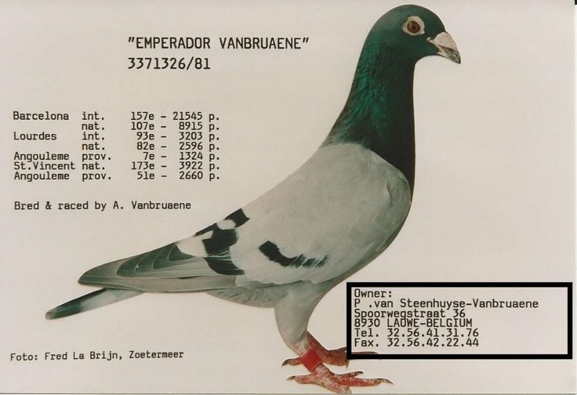  - 1 Andre Vanbruaene O legendă