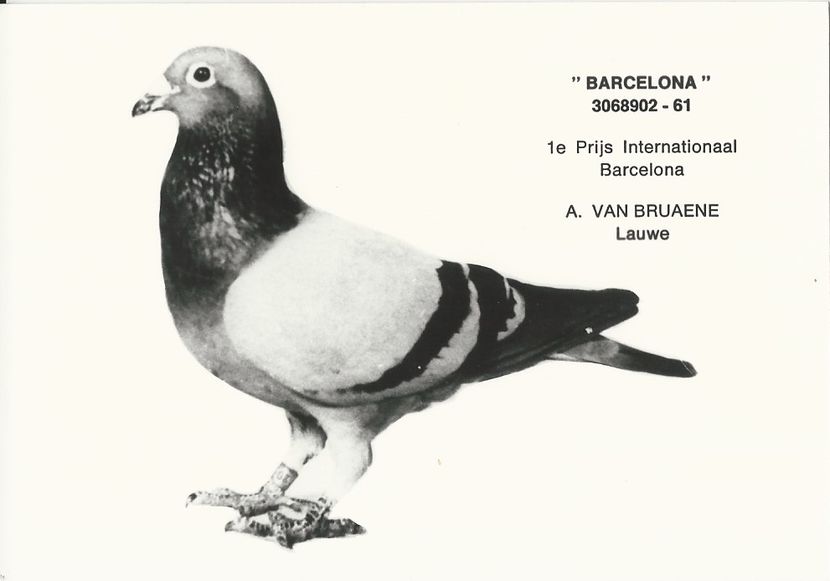  - 1 Andre Vanbruaene O legendă