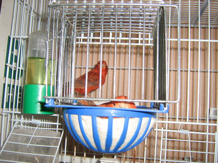 IMG_0109 - Canari mei 07-09