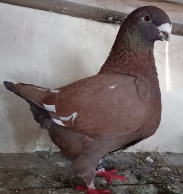 F 2022 - Agh vanduti 2019-2020-2021-2022-2024 2025