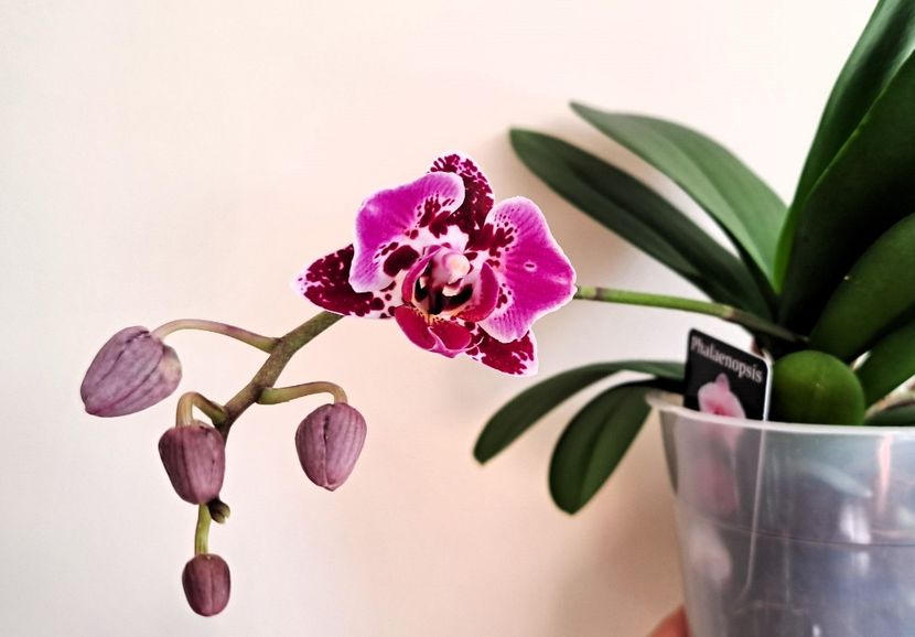  - Phalaenopsis 2