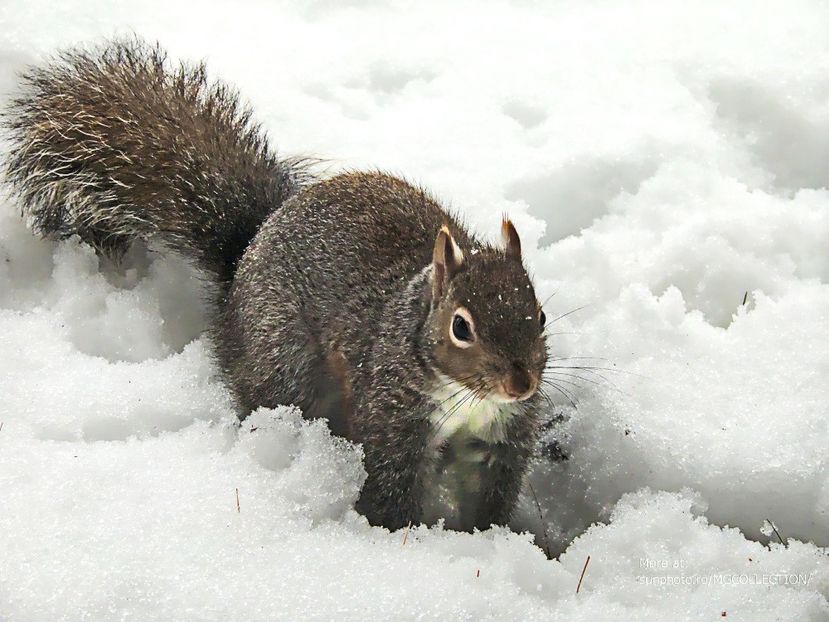 Ecureuil - Veverita 3 - WINTER - Iarna Canadiana