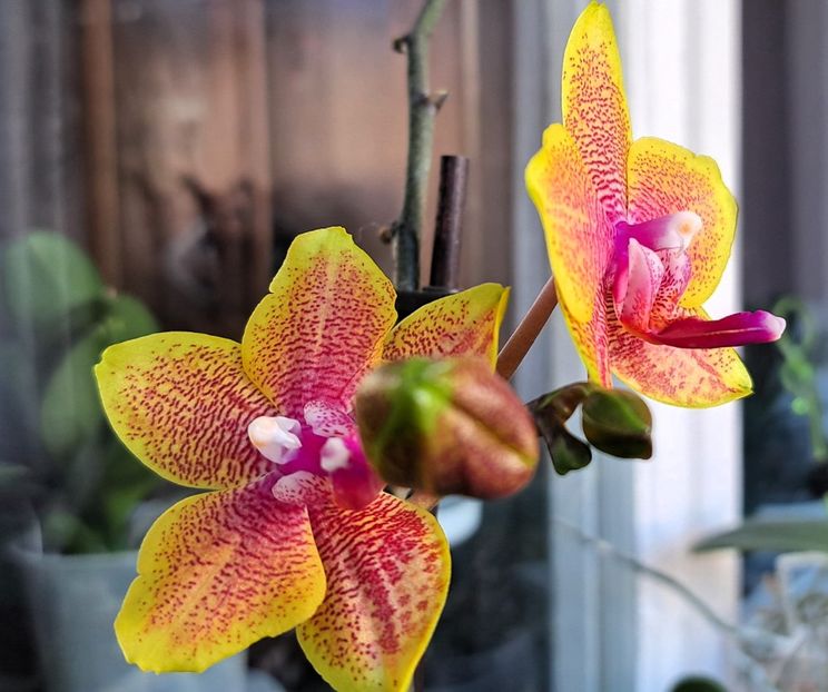  - Phalaenopsis 2