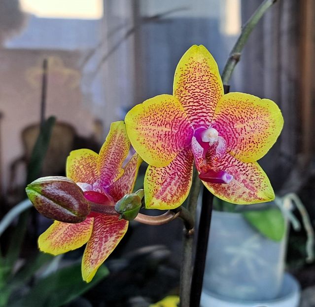  - Phalaenopsis 2
