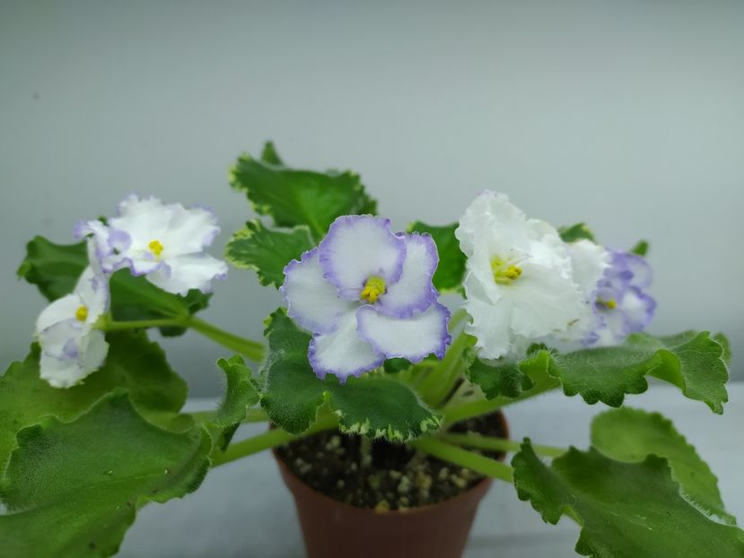 29 ianuarie 2024 - Ma s Arctic Sky