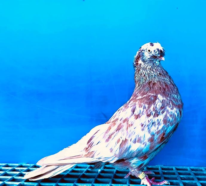 17051  Mascul  2023 - Plecați ALBUM 4