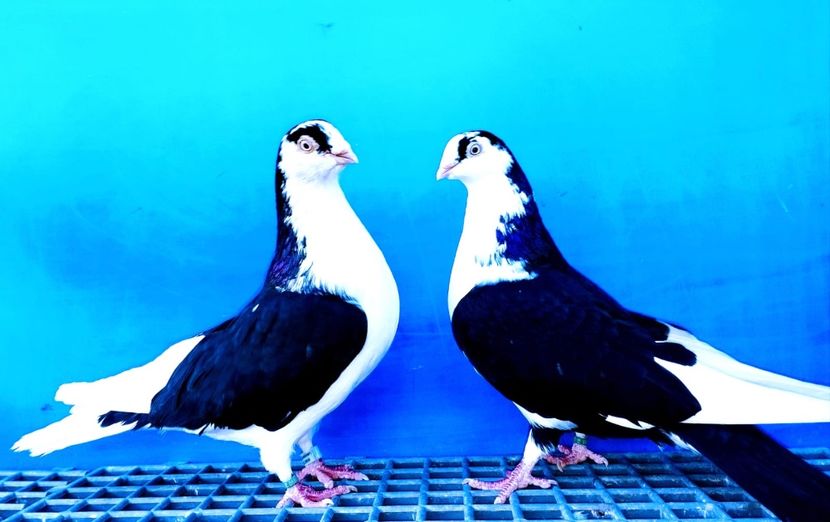 Perechea  22 - B - Perechi 2024