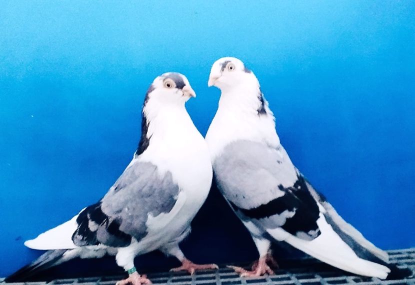 Perechea  69 - B - Perechi 2024