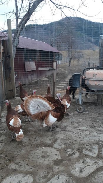 Screenshot_20240130-092324_Gallery - Curci red bourbon!