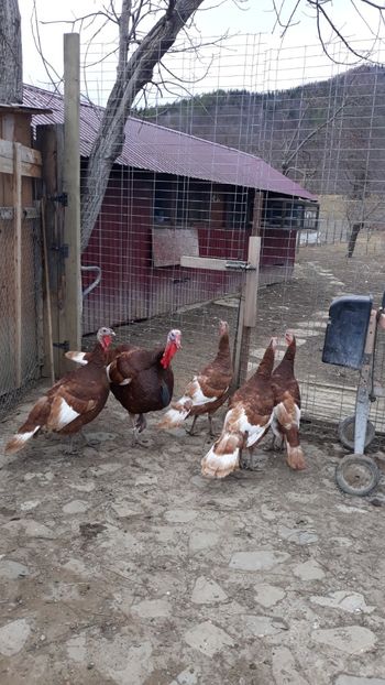 Screenshot_20240130-092139_Gallery - Curci red bourbon!