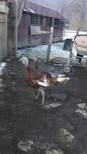 Screenshot_20240130-092057_Gallery - Curci red bourbon!