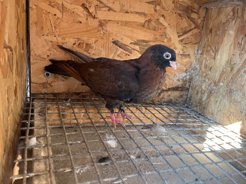 4972/16 - 6-lot zbor 2023