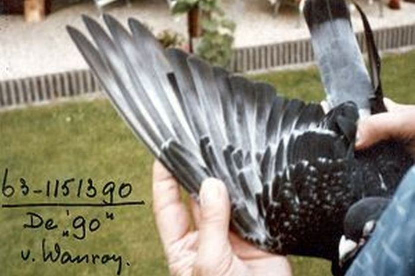 VanWanroy-15 - Ben Hendrix