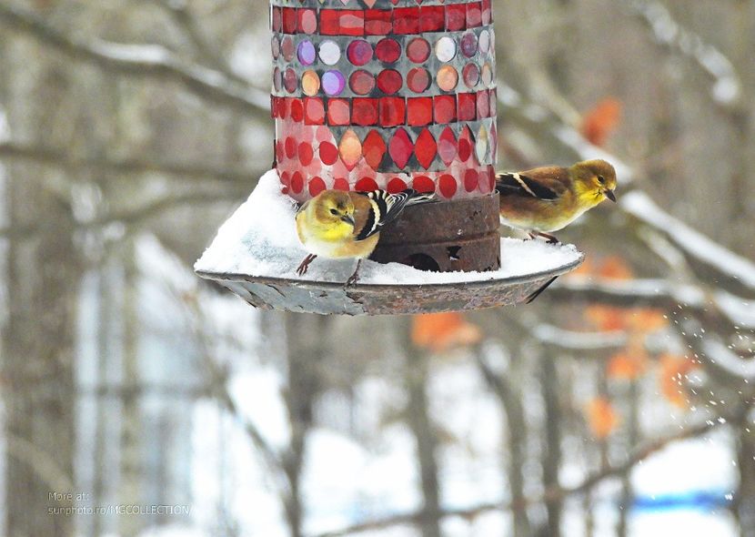 American Goldfinch - BIRDS - Pasari