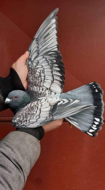  - Nu îmi aparțin 7