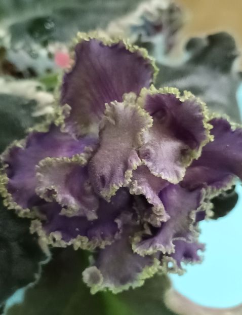 Jedoj Graf - PORTRETE