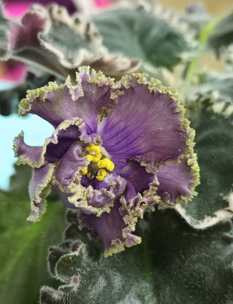 Sedoj Graf - PORTRETE