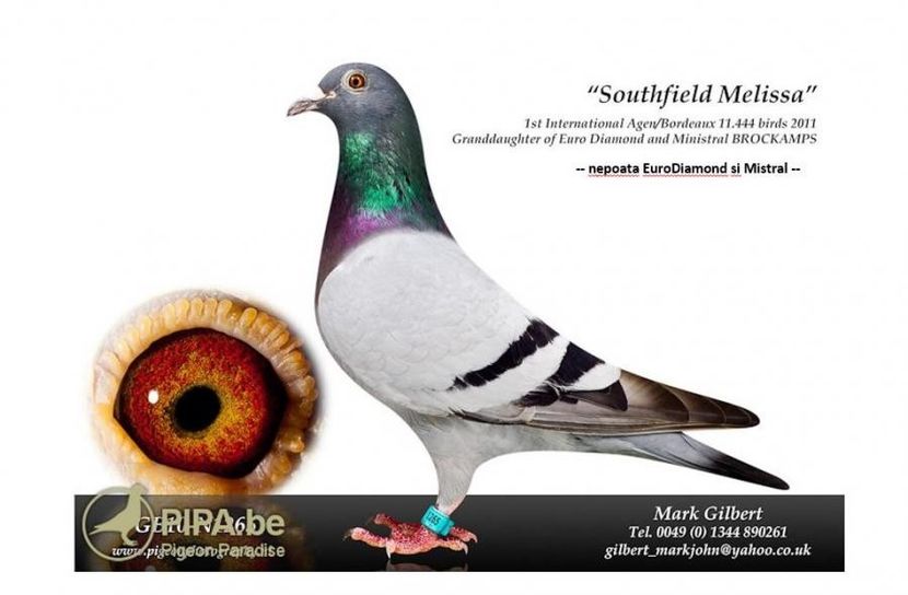 1 Int. Agen - nep. Euro Diamond and Mistral - Georges Carteus Ronse - Belgie