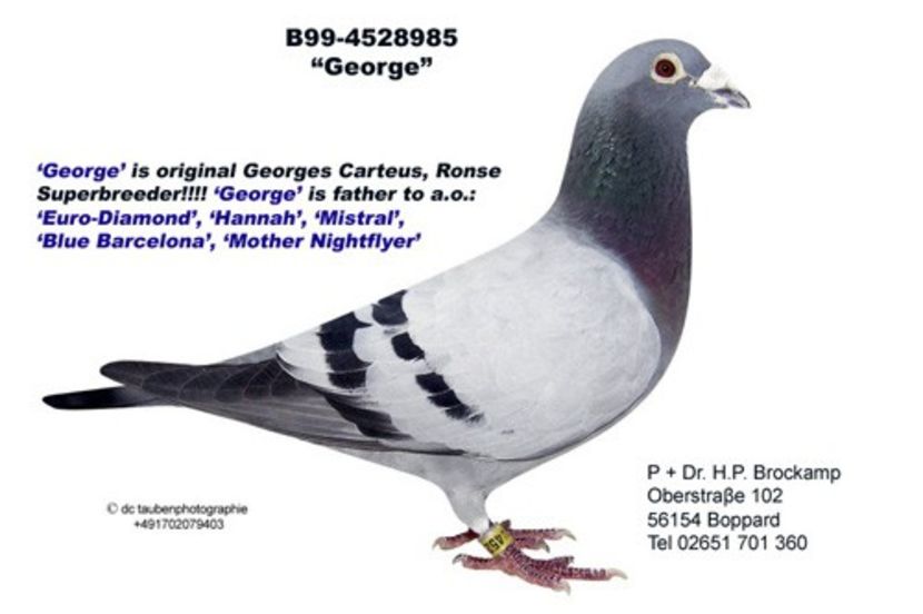 brock985-99 - Georges Carteus Ronse - Belgie