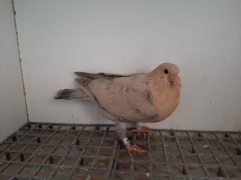  - Nu îmi aparțin 7