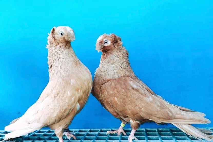 Perechea - A - Perechi 2024