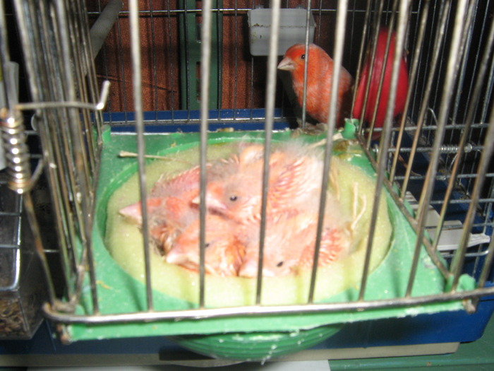 IMG_0305 - Canari mei 07-09